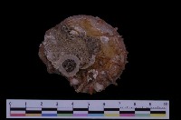 藏品(赤裸海菊蛤)的圖片